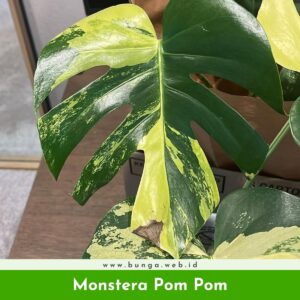 Monstera Pom Pom