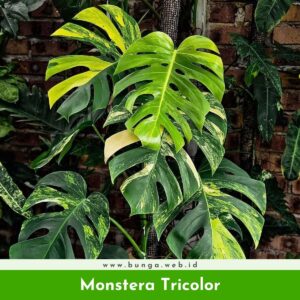 Monstera Tricolor