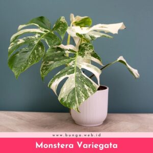 Monstera Variegata