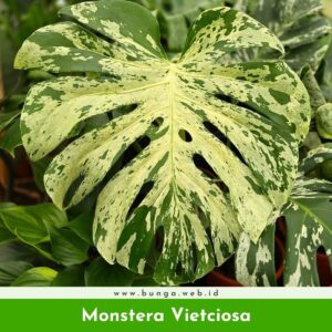 Monstera Vietciosa