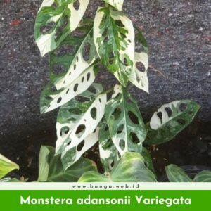 Monstera adansonii Variegata
