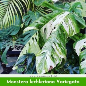 Monstera lechleriana Variegata