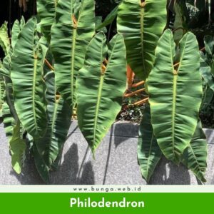 Philodendron