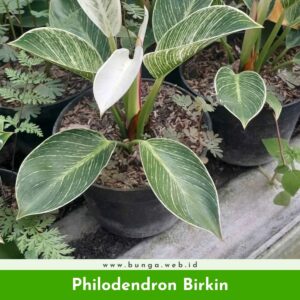 Philodendron Birkin