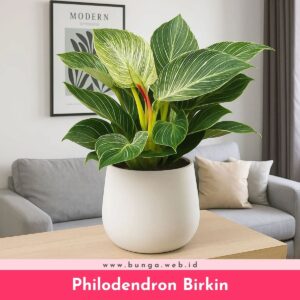 Philodendron Birkin