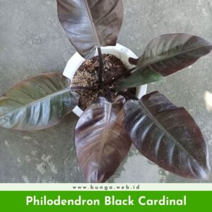 Philodendron Black Cardinal