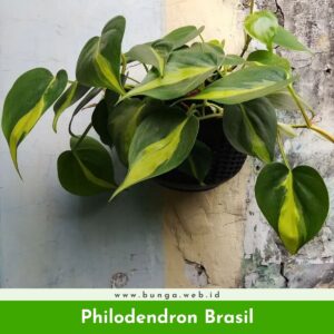 Philodendron Brasil