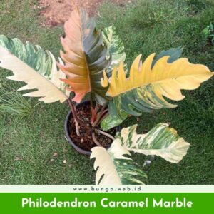 Philodendron Caramel Marble