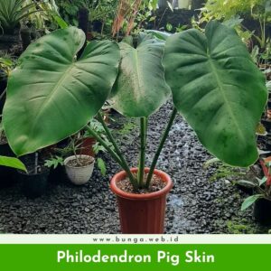Philodendron Pig Skin