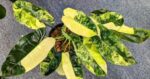Jenis-Jenis Philodendron Populer yang Banyak Diminati