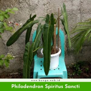 Philodendron Spiritus Sancti