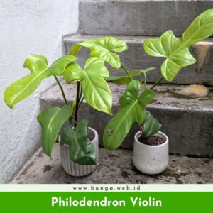 Philodendron Violin
