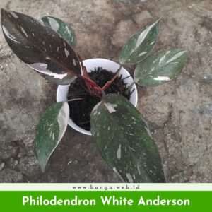 Philodendron White Anderson