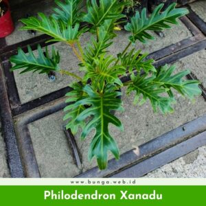 Philodendron Xanadu
