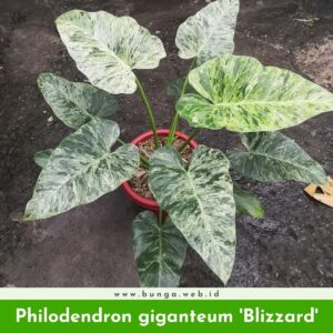 Philodendron giganteum 'Blizzard'