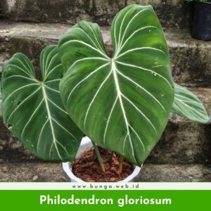 Philodendron gloriosum