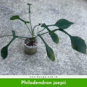 Philodendron joepii
