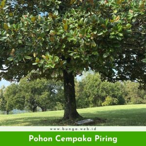 Pohon Cempaka Piring