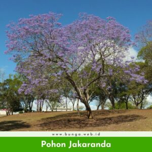 Pohon Jakaranda