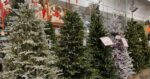 Jenis-Jenis Cemara Terbaik Untuk Pohon Natal