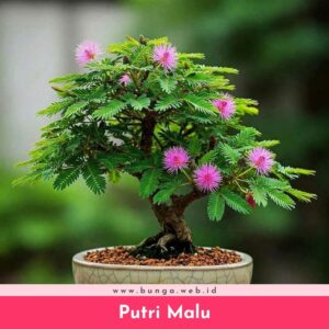 Putri Malu