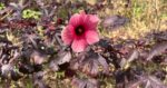 Ciri-Ciri Tanaman Rosella (Hibiscus acetosella)