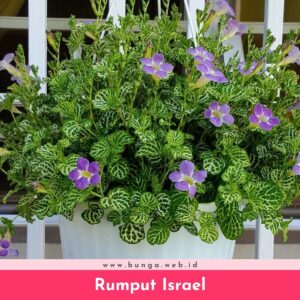 Rumput Israel