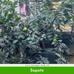 Sapote