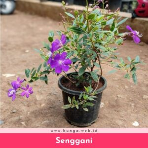 Senggani