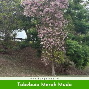 Tabebuia Merah Muda