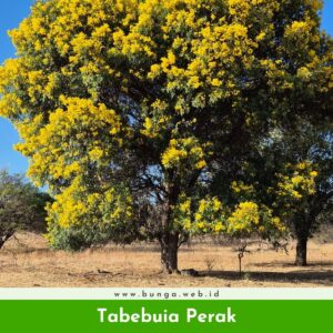 Tabebuia Perak