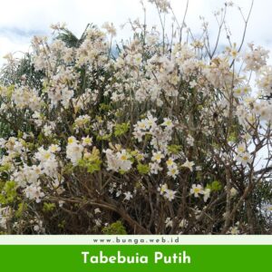 Tabebuia Putih