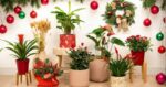 5 Tanaman Hias yang Identik dengan Natal