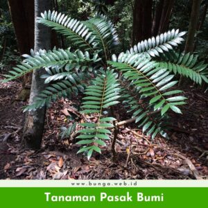 Tanaman Pasak Bumi