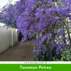 Tanaman Petrea