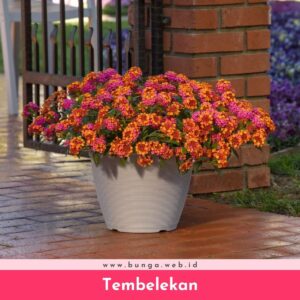 Tembelekan