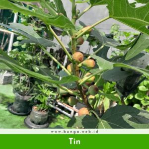 Tin