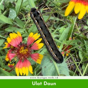 Ulat Daun
