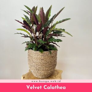 Velvet Calathea