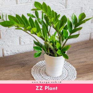 ZZ Plant